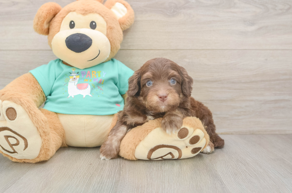 6 week old Mini Aussiedoodle Puppy For Sale - Simply Southern Pups