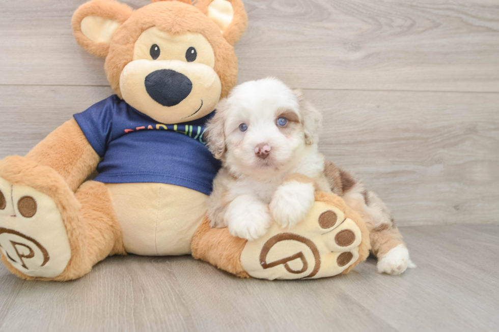 Mini Aussiedoodle Puppy for Adoption