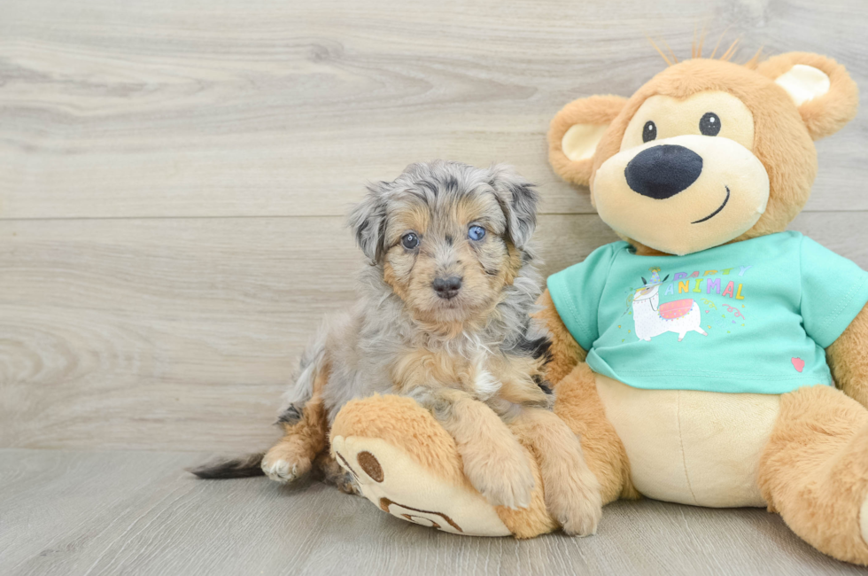 5 week old Mini Aussiedoodle Puppy For Sale - Simply Southern Pups