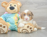 8 week old Mini Aussiedoodle Puppy For Sale - Simply Southern Pups