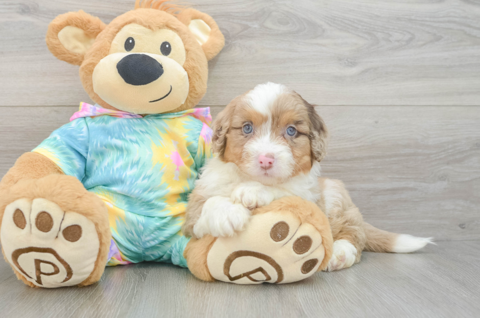 6 week old Mini Aussiedoodle Puppy For Sale - Simply Southern Pups