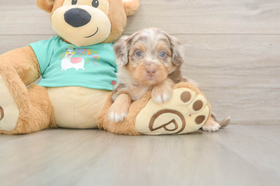 6 week old Mini Aussiedoodle Puppy For Sale - Simply Southern Pups