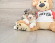 7 week old Mini Aussiedoodle Puppy For Sale - Simply Southern Pups