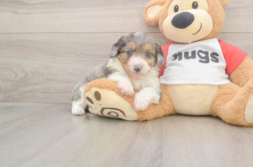 5 week old Mini Aussiedoodle Puppy For Sale - Simply Southern Pups