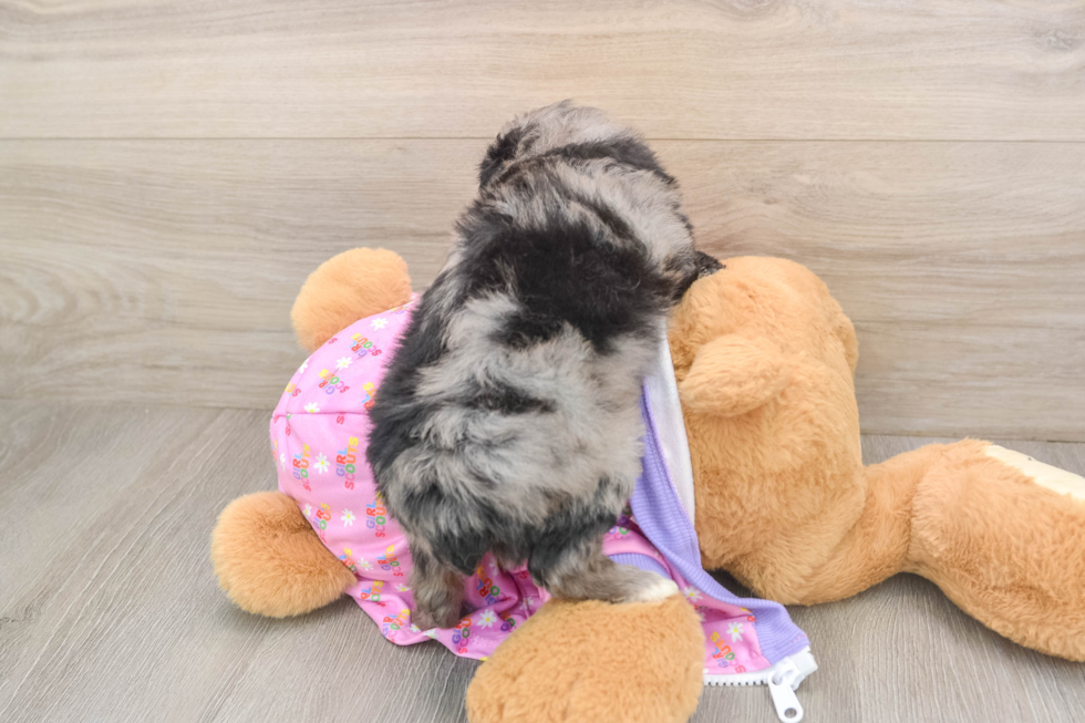 Mini Aussiedoodle Pup Being Cute