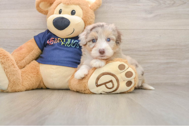 Little Aussiepoo Poodle Mix Puppy