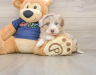 9 week old Mini Aussiedoodle Puppy For Sale - Simply Southern Pups