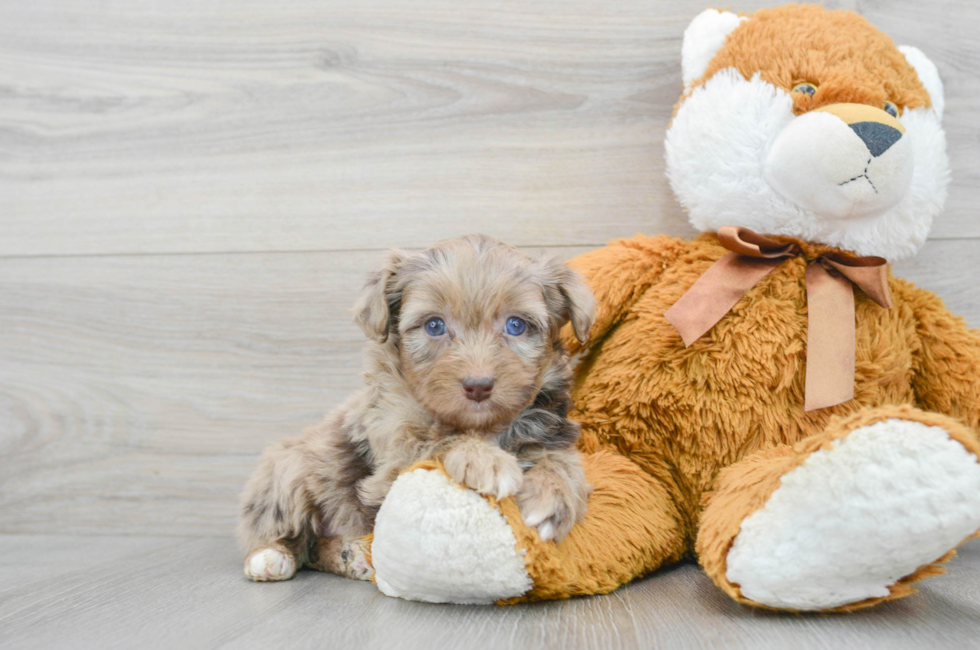 5 week old Mini Aussiedoodle Puppy For Sale - Simply Southern Pups