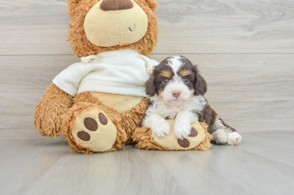 Mini Aussiedoodle Pup Being Cute