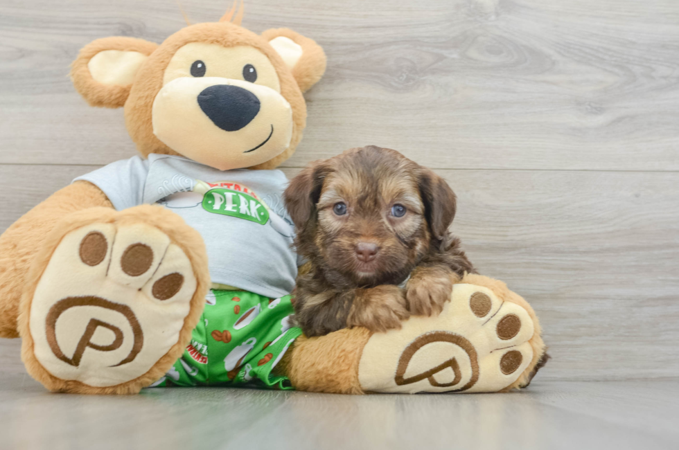 6 week old Mini Aussiedoodle Puppy For Sale - Simply Southern Pups