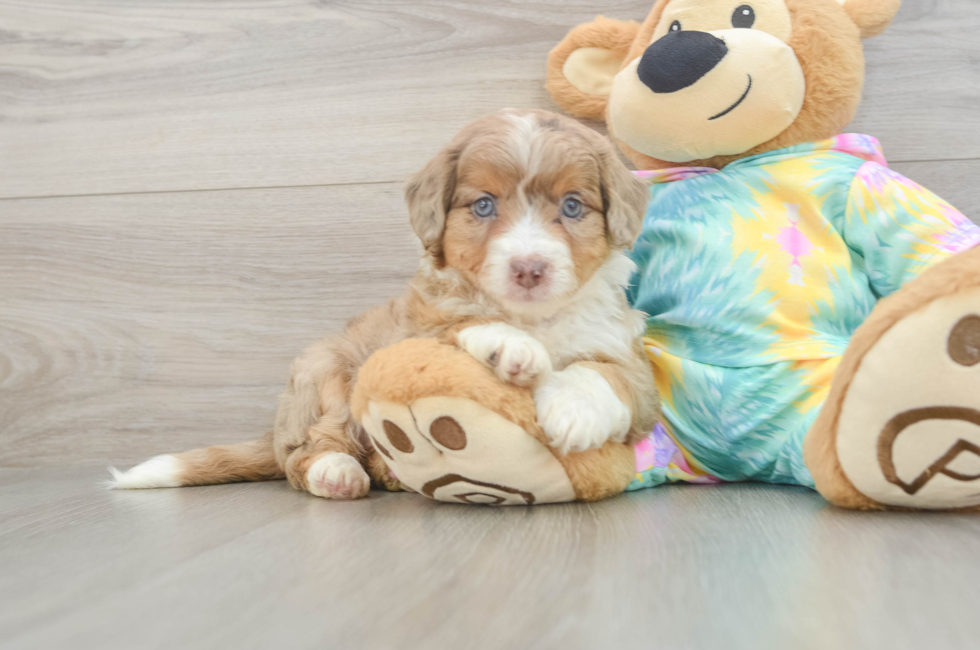 6 week old Mini Aussiedoodle Puppy For Sale - Simply Southern Pups