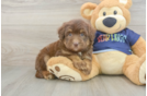 Best Mini Aussiedoodle Baby