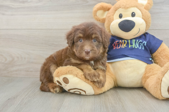 Best Mini Aussiedoodle Baby