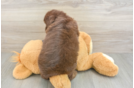 Mini Aussiedoodle Puppy for Adoption