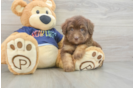Playful Mini Aussiepoodle Poodle Mix Puppy