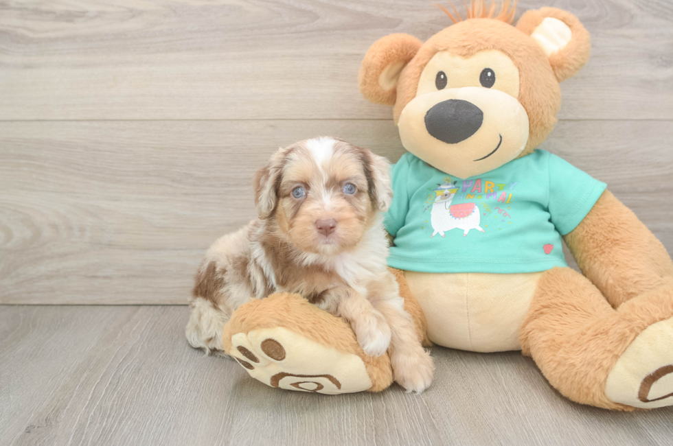 6 week old Mini Aussiedoodle Puppy For Sale - Simply Southern Pups