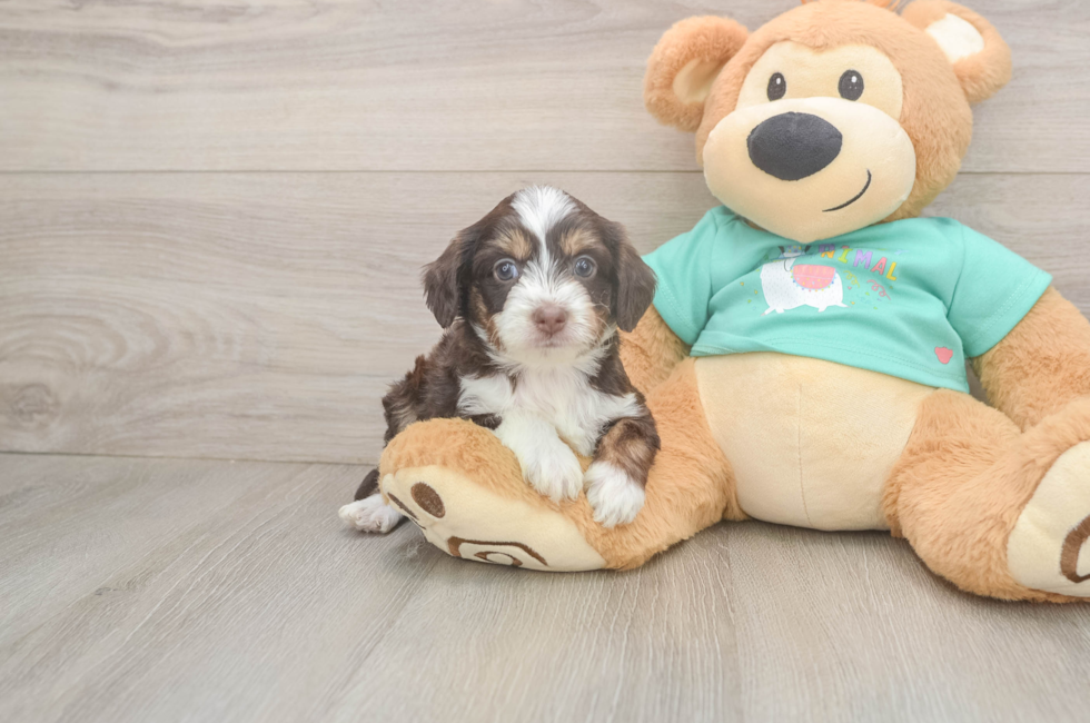 5 week old Mini Aussiedoodle Puppy For Sale - Simply Southern Pups