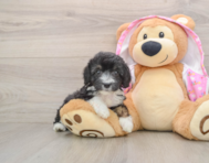 8 week old Mini Aussiedoodle Puppy For Sale - Simply Southern Pups