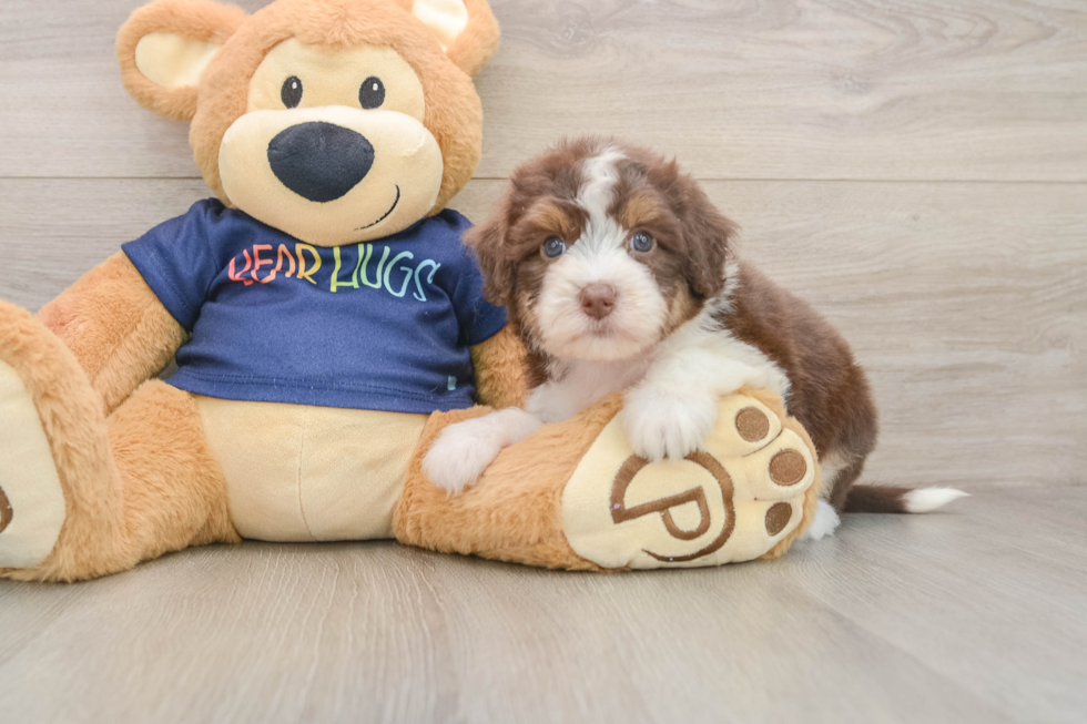 Petite Mini Aussiedoodle Poodle Mix Pup