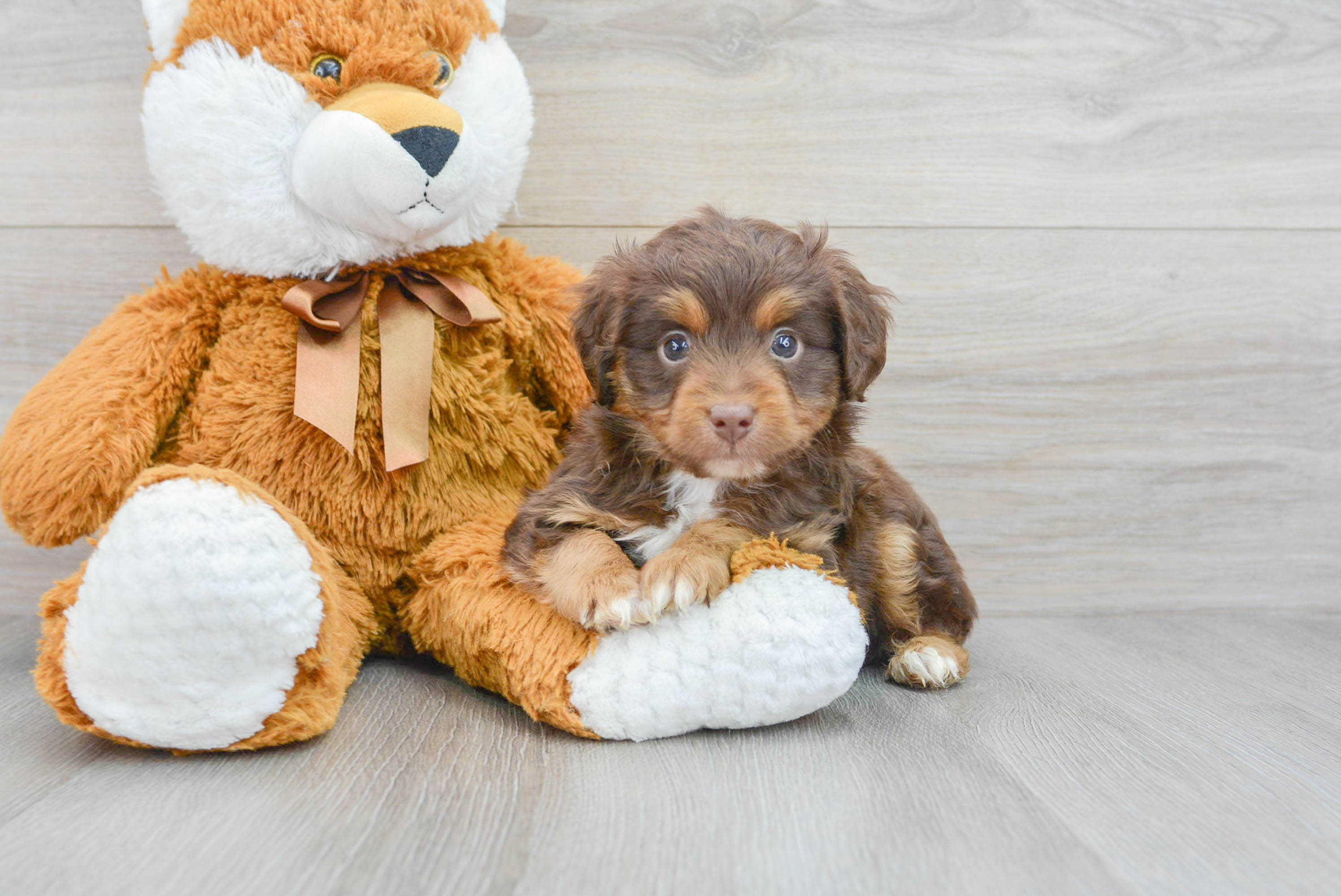 Petite aussiedoodle hot sale