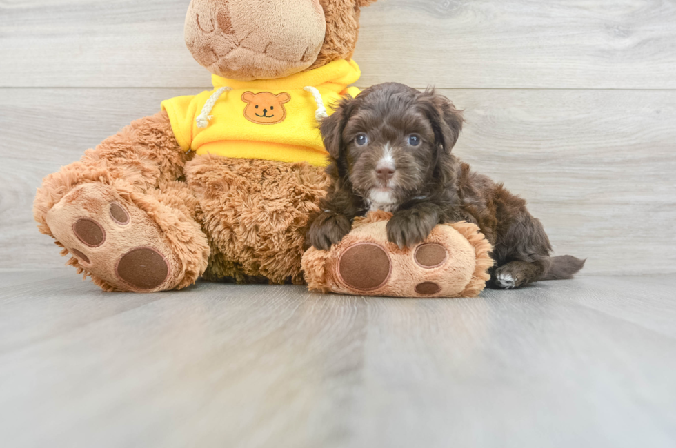 9 week old Mini Aussiedoodle Puppy For Sale - Simply Southern Pups