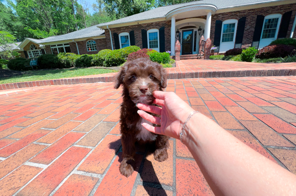 10 week old Mini Aussiedoodle Puppy For Sale - Simply Southern Pups