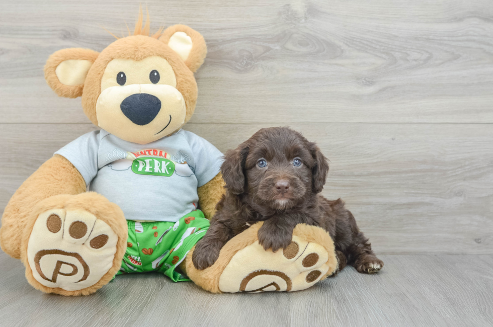 6 week old Mini Aussiedoodle Puppy For Sale - Simply Southern Pups