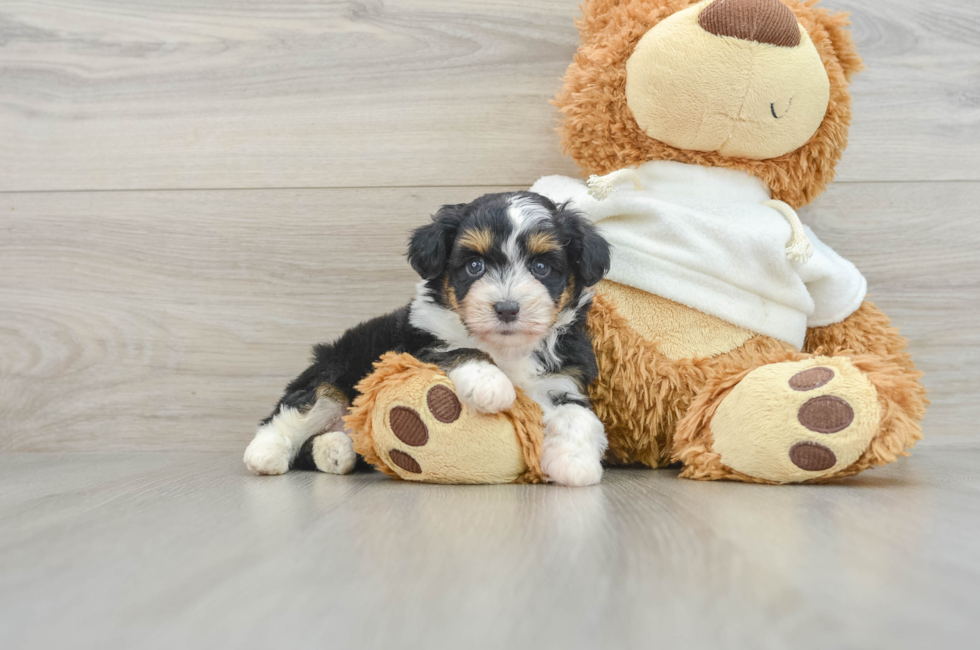 7 week old Mini Aussiedoodle Puppy For Sale - Simply Southern Pups