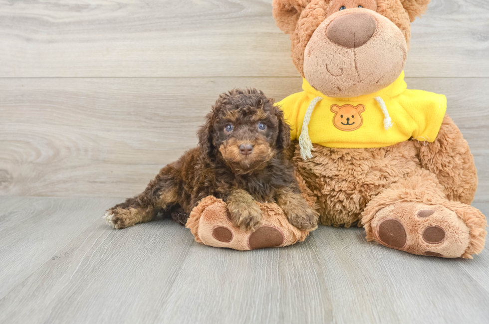 8 week old Mini Aussiedoodle Puppy For Sale - Simply Southern Pups