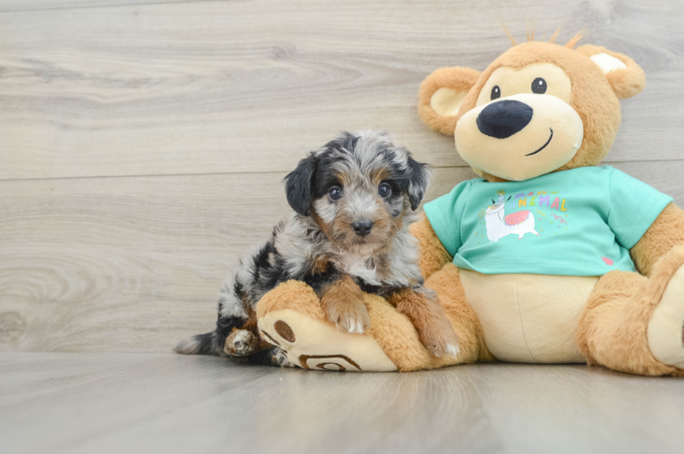 5 week old Mini Aussiedoodle Puppy For Sale - Simply Southern Pups