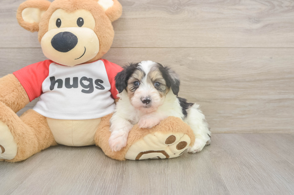 5 week old Mini Aussiedoodle Puppy For Sale - Simply Southern Pups