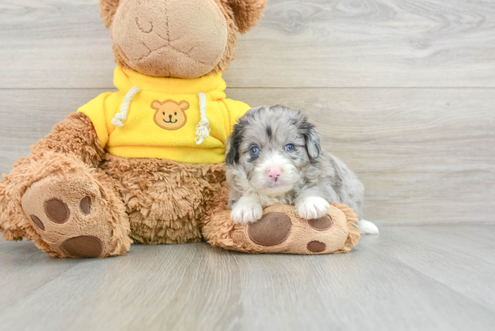 Happy Mini Aussiedoodle Baby