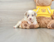 7 week old Mini Aussiedoodle Puppy For Sale - Simply Southern Pups