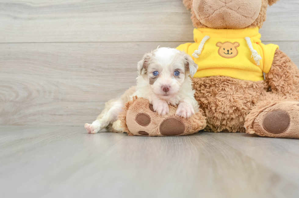 7 week old Mini Aussiedoodle Puppy For Sale - Simply Southern Pups