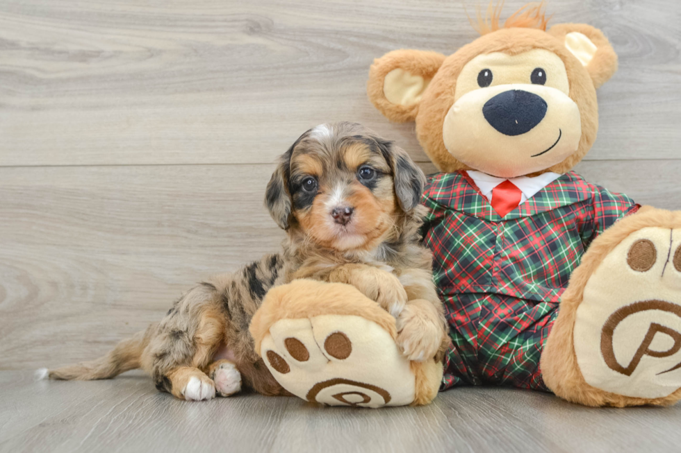 Best Mini Aussiedoodle Baby