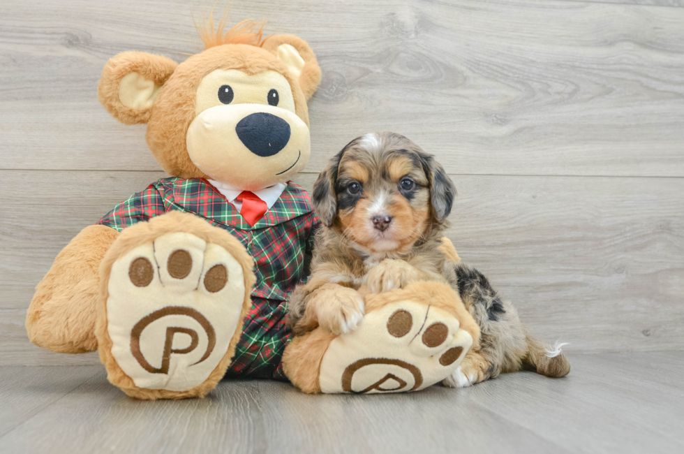 5 week old Mini Aussiedoodle Puppy For Sale - Simply Southern Pups