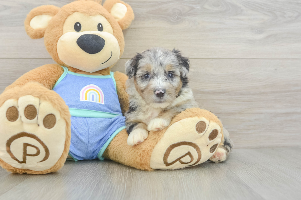 5 week old Mini Aussiedoodle Puppy For Sale - Simply Southern Pups