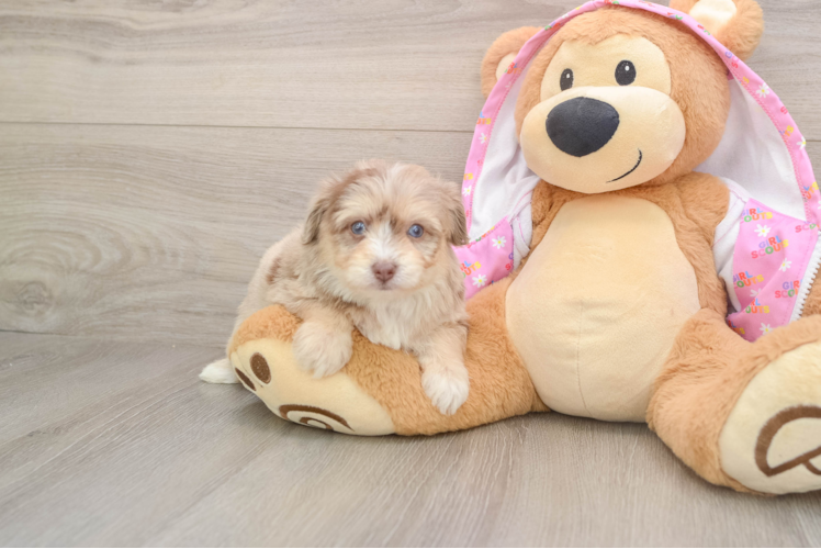 Playful Aussiepoo Poodle Mix Puppy
