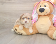 7 week old Mini Aussiedoodle Puppy For Sale - Simply Southern Pups