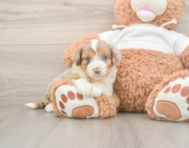 6 week old Mini Aussiedoodle Puppy For Sale - Simply Southern Pups