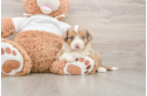 Petite Mini Aussiedoodle Poodle Mix Pup