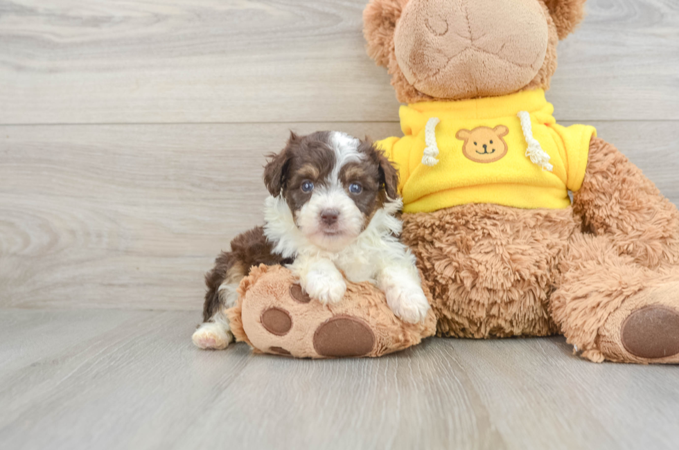 7 week old Mini Aussiedoodle Puppy For Sale - Simply Southern Pups