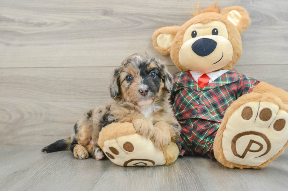 5 week old Mini Aussiedoodle Puppy For Sale - Simply Southern Pups