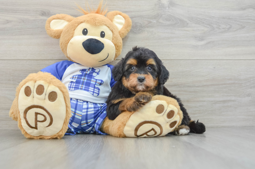 7 week old Mini Aussiedoodle Puppy For Sale - Simply Southern Pups