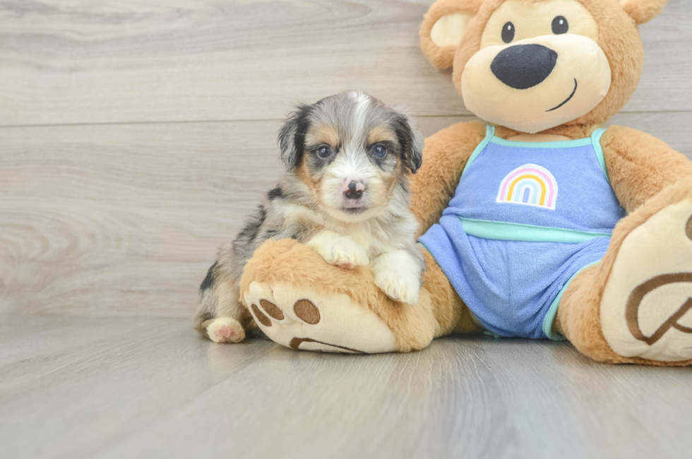 5 week old Mini Aussiedoodle Puppy For Sale - Simply Southern Pups