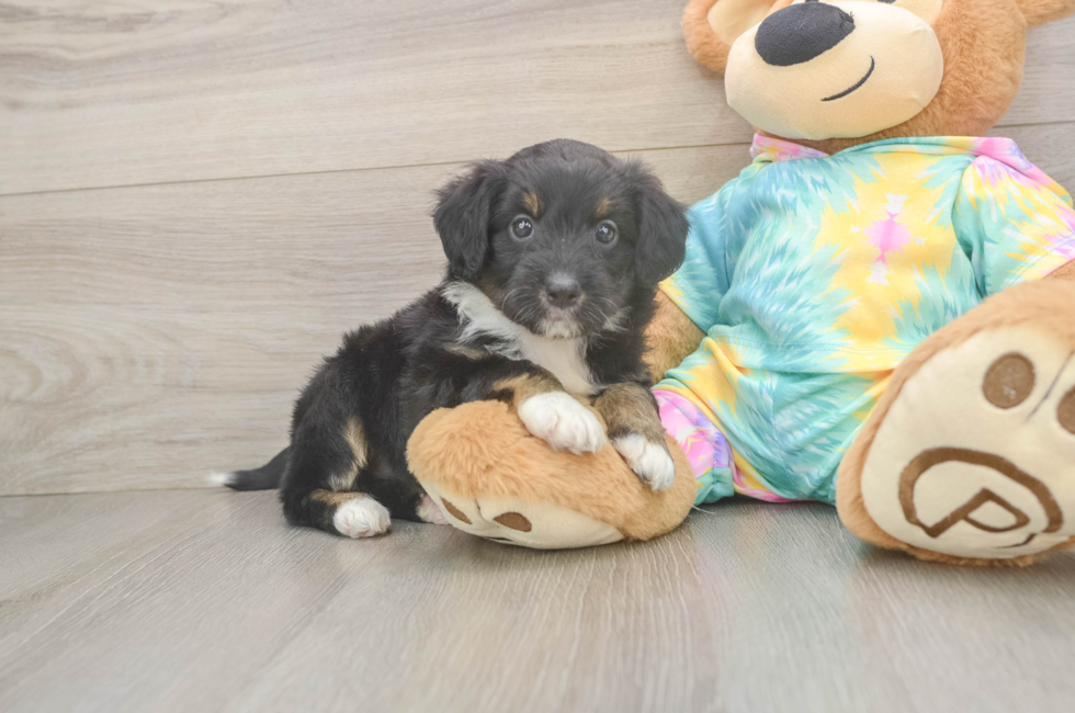 6 week old Mini Aussiedoodle Puppy For Sale - Simply Southern Pups