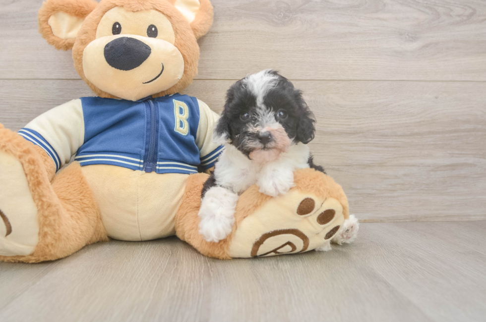 5 week old Mini Aussiedoodle Puppy For Sale - Simply Southern Pups