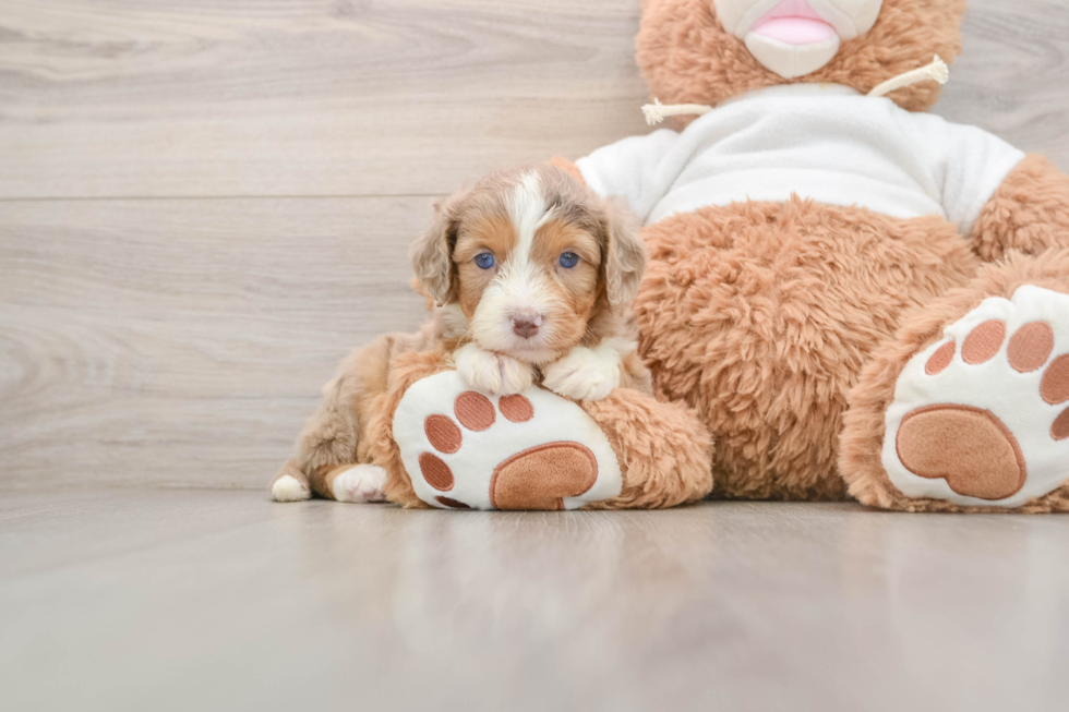 Fluffy Mini Aussiedoodle Poodle Mix Pup