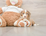 6 week old Mini Aussiedoodle Puppy For Sale - Simply Southern Pups