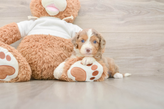 Mini Aussiedoodle Puppy for Adoption